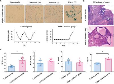 Androgen Excess Induced Mitochondrial Abnormality  in Ovarian Granulosa Cells in a Rat Model of Polycystic Ovary Syndrome